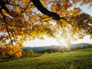 Foglie d'acero in autunno.