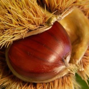 castagna[1]