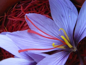 zafferano[1]