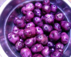 fonduta pecorino pienza patate viola panna fresca pepe rosso celiaci